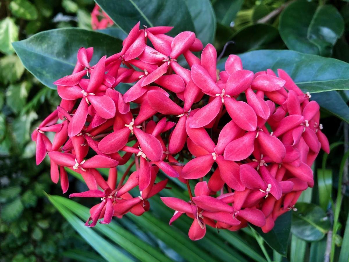 Bougainville - Hotel Pousada-Zen ซัลวาดอร์ ภายนอก รูปภาพ